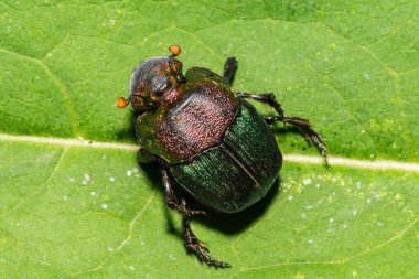 Gökkuşağı Scarab - Phanaeus vindex