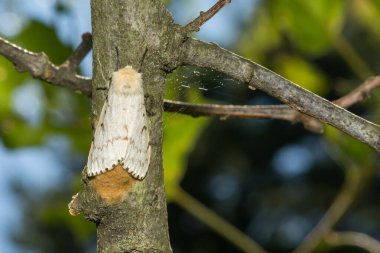 Spongy Moth Laying an Egg Mass clipart