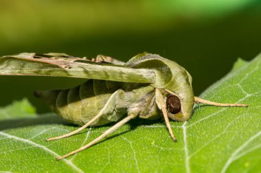 Pandora Sfenks Güvesi - Eumorpha Pandorus