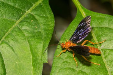 Ichneumon Wasp - Trogus flaması