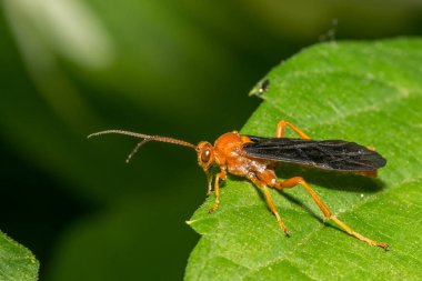 Ichneumon Wasp - Trogus flaması