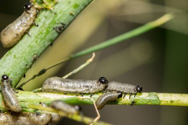 Common Asparagus Beetle Larvae - Crioceris asparagi clipart