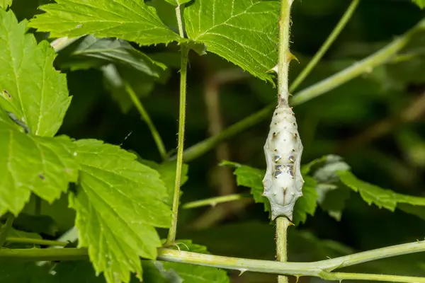 stock image Compton Tortoiseshell Chrysalis - Nymphalis vaualbum