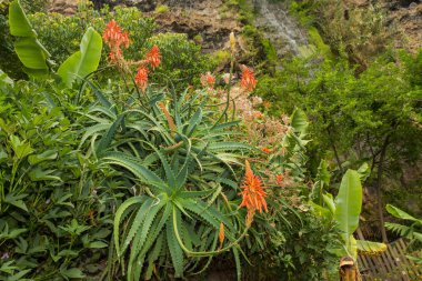 Candelabra Aloe - Aloe Ağaçevi