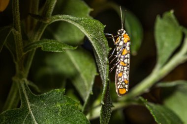 Ailanthus Webworm - Atteva aurea