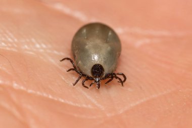 Tıkanmış Dişi Siyah Ayaklı Kene Ixodes Skapularis