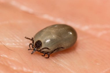 Tıkanmış Dişi Siyah Ayaklı Kene Ixodes Skapularis