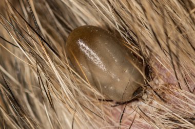 Tıkanmış Dişi Siyah Ayaklı Kene Ixodes Skapularis