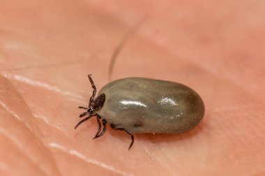 Tıkanmış Dişi Siyah Ayaklı Kene Ixodes Skapularis