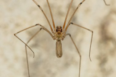 Uzun Vücutlu Mahzen Örümceği - Pholcus Fhalangioides