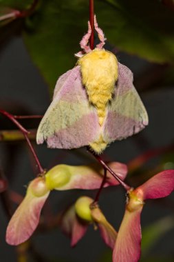 Gül Akçaağaç Güvesi - Dryokamppa rubicunda