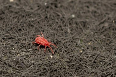 Clover Mite - Bryobia praetiosa