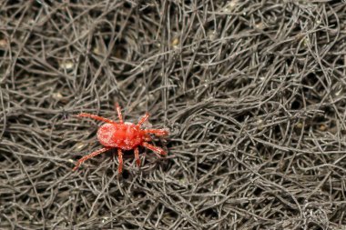 Clover Mite - Bryobia praetiosa