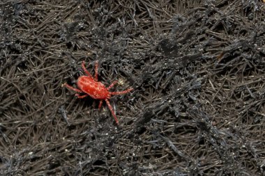 Clover Mite - Bryobia praetiosa