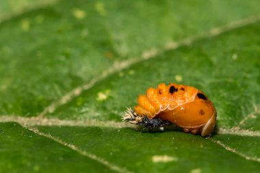 Asyalı Bayan Böcek Pupa - Harmonia axyridis