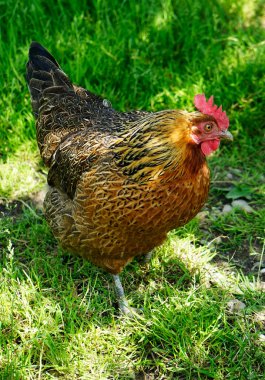 Çiftlikteki büyük horoz