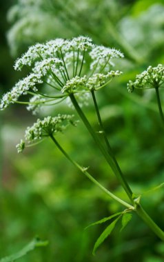 Akşamları dağlar görünür.