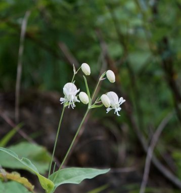Akşamları dağlar görünür.