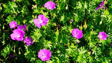 Akşamları dağlar görünür.