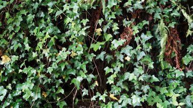 Akşamları dağlar görünür.