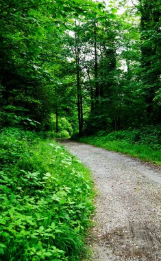 Ağacı olan güzel bir manzara