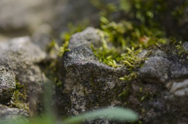 Bu bir kayanın üzerinde büyüyen bir yosun görüntüsü. Arka planda gün batımı bu fotoğraf için ışıklandırmayı inanılmaz hale getirdi..  