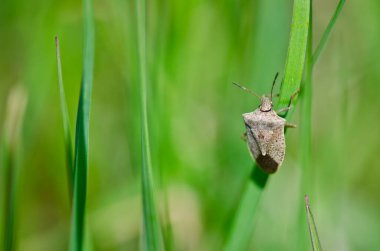 Çimenlerde sallanan pis bir böcek.