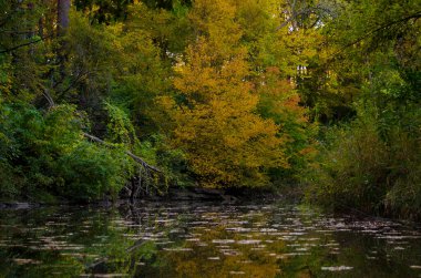 İşte küçük bir gölün rengini değiştiren yaprakların kasvetli bir sahnesi.