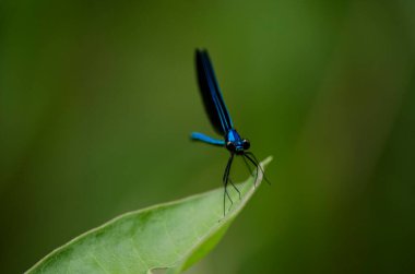 At heykelinin üzerindeki bir adamın koyu bir silüeti.