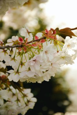 Bahçedeki güzel çiçekler