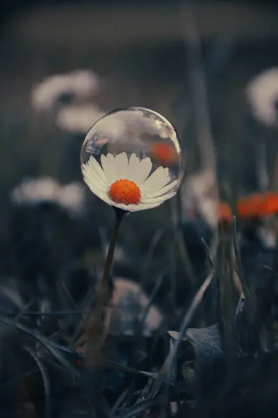 Yaz mevsiminde sabun köpüğünde Daisy