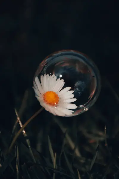 su beyaz çiçek