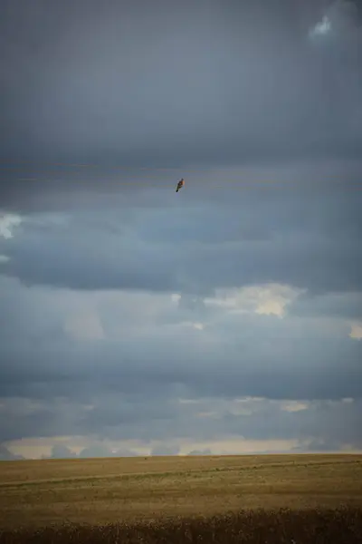 Buğday tarlasında kuş uçuşu