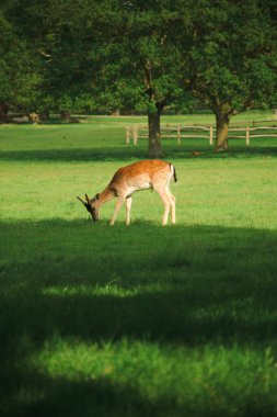 Ormanda düşen geyik