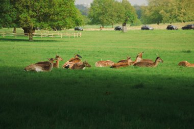 Tarladaki geyik. Ormandaki bir çayırda geyik.