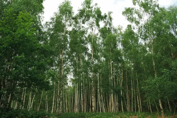 Yeşil huş ağacı, yaz manzarası