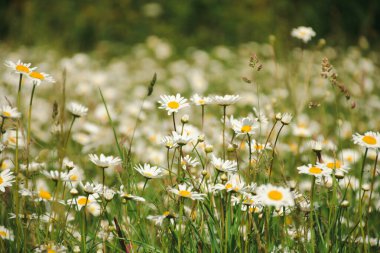 Çayırda papatyalar