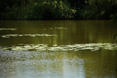 Ormanda yeşil yapraklar