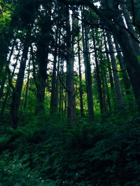 Sabah güzel bir orman