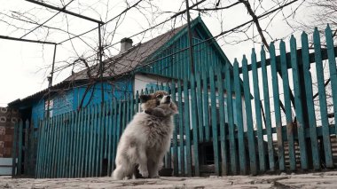 Şehirde köpek var.