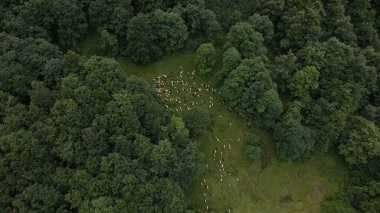 Dağlardaki ormanın havadan görünüşü