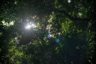 Barron Gorge, FNQ, Avustralya 'nın yemyeşil yağmur ormanlarında çalıların arasında yürüyorum. Yoğun tepe örtüsüne, canlı bitkilere ve çağlayan suyun seslerine hayret etmek, hepsi zengin ve sürükleyici bir doğal deneyime katkıda bulunuyor.