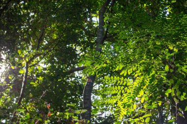Barron Gorge, FNQ, Avustralya 'nın yemyeşil yağmur ormanlarında çalıların arasında yürüyorum. Yoğun tepe örtüsüne, canlı bitkilere ve çağlayan suyun seslerine hayret etmek, hepsi zengin ve sürükleyici bir doğal deneyime katkıda bulunuyor.