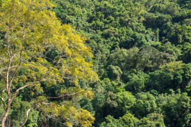 Barron Gorge, FNQ, Avustralya 'nın yemyeşil yağmur ormanlarında çalıların arasında yürüyorum. Yoğun tepe örtüsüne, canlı bitkilere ve çağlayan suyun seslerine hayret etmek, hepsi zengin ve sürükleyici bir doğal deneyime katkıda bulunuyor.