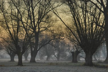 Almanya 'nın Havelland bölgesinde kış sonu ya da ilkbaharın başlarında, söğüt ağaçlarıyla benekli sakin sel ovalarıyla tanınır. Mevsimlerin gelişen tomurcuklarla, sakin sularla ve bu manzaranın sessiz güzelliğiyle değişimine tanık olun.