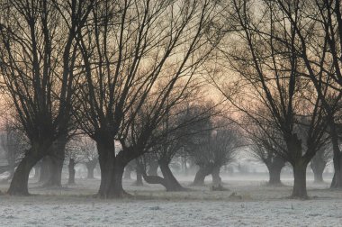 Almanya 'nın Havelland bölgesinde kış sonu ya da ilkbaharın başlarında, söğüt ağaçlarıyla benekli sakin sel ovalarıyla tanınır. Mevsimlerin gelişen tomurcuklarla, sakin sularla ve bu manzaranın sessiz güzelliğiyle değişimine tanık olun.