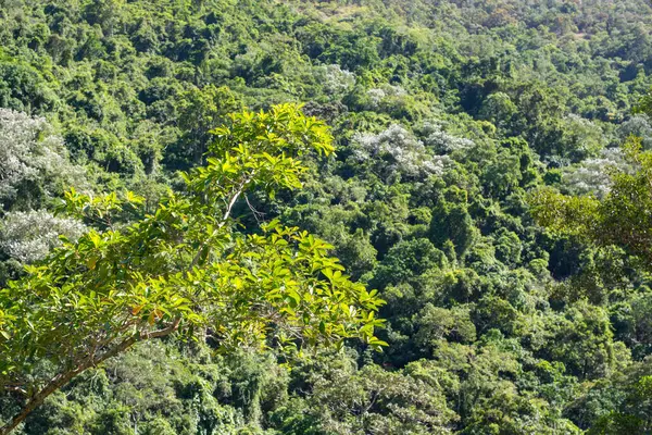 stock image bushwalk through the lush rainforest of Barron Gorge, FNQ, Australia. Marvel at the dense canopy, vibrant plant life, and the sounds of cascading water, all contributing to a rich and immersive natural experience