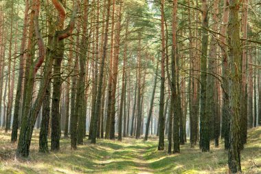 İlkbaharın başlarında Almanya 'nın Havelland kırsalında çiçek açan, tomurcuklanan ağaçlar ve yemyeşil çayırlar doğanın dingin güzelliğini gözler önüne seren manzarayı resmediyor.