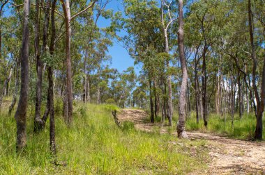 Australia's bushland near historic Herberton, Atherton Tablelands, QLD. Explore native flora and fauna in this scenic haven clipart