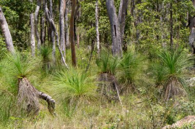 Avustralya 'nın tarihi Herberton yakınlarındaki çalılıkları, Atherton Tabloları, QLD. Bu manzaralı cennette yerli bitki ve hayvanları keşfedin.